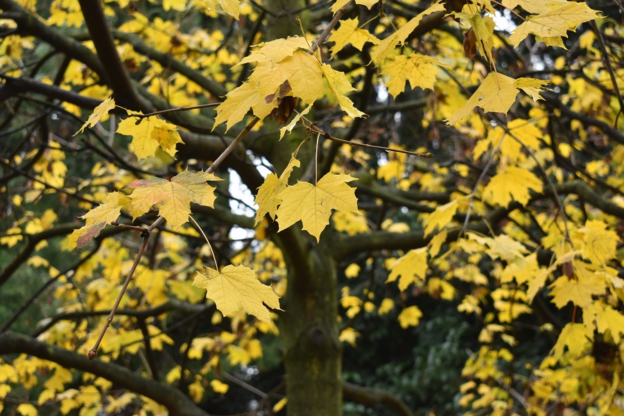 Piazza Delia Acero riccio