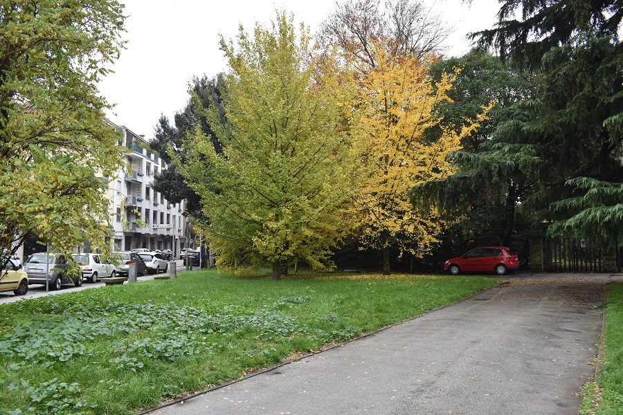 Piazza Delia Ginkgo
