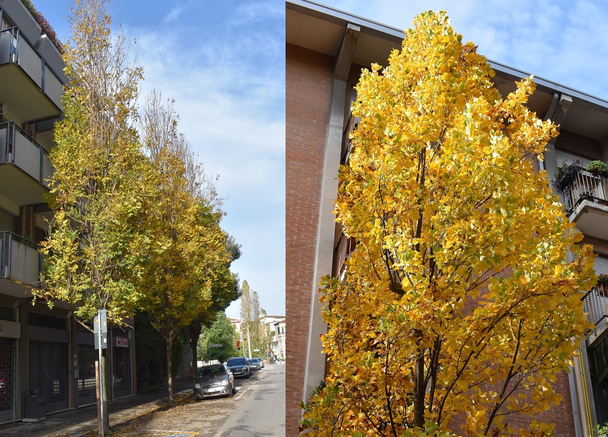 Piazza Delia Koleuteria e Liriodendron