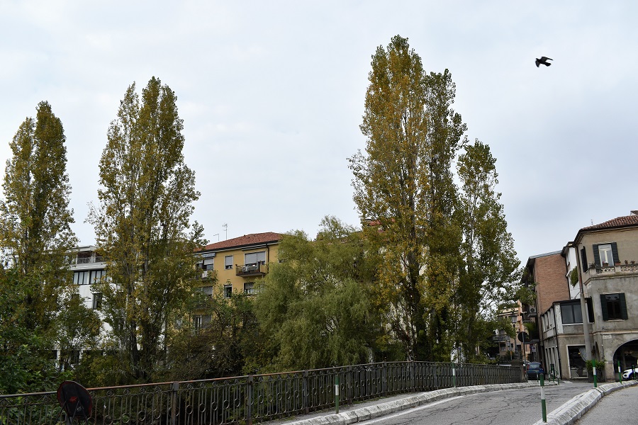 Piazza Delia Populus bigra Italica