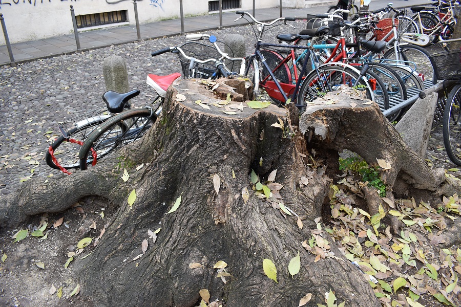 Celtis Capitaniato 1