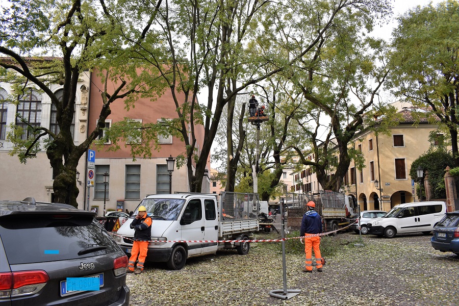 Celtis Capitaniato 3