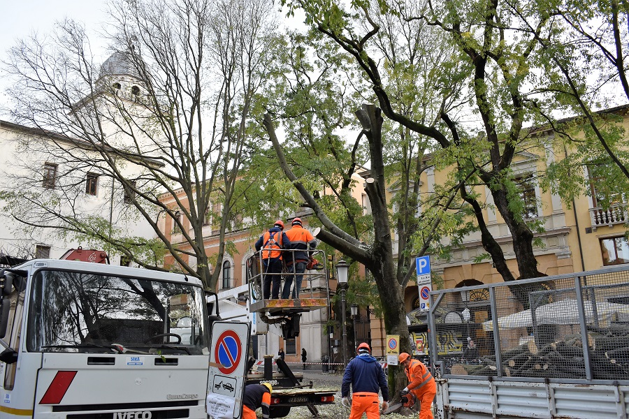 Celtis Capitaniato 6