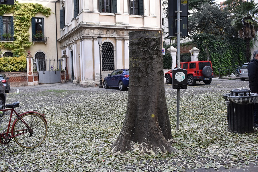 Celtis Capitaniato 7