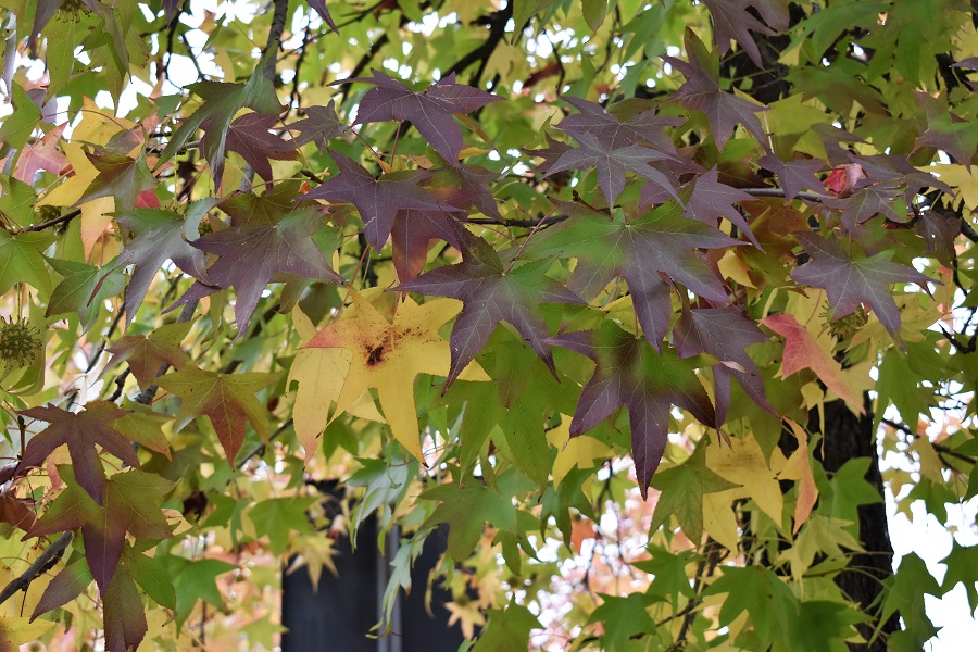 Liquidambar styraciflua Carducci 2