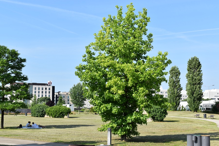 Liquidambar styraciflua Europa