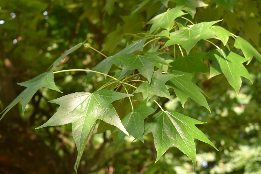 Liquidambar styraciflua foglia