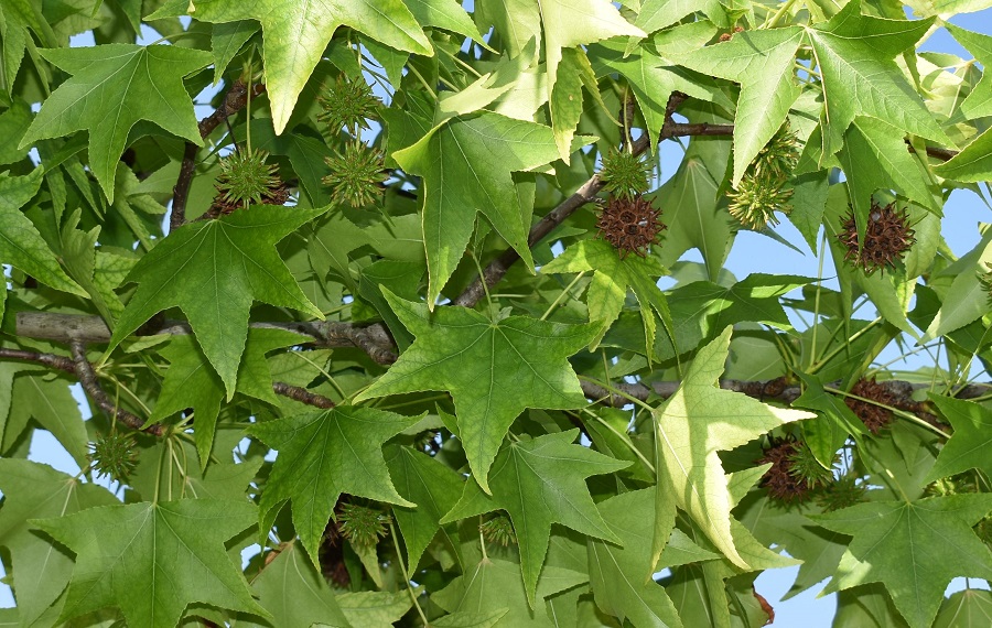 Liquidambar styraciflua frutti 1