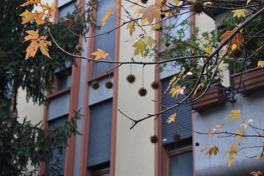 Liquidambar styraciflua frutti 2