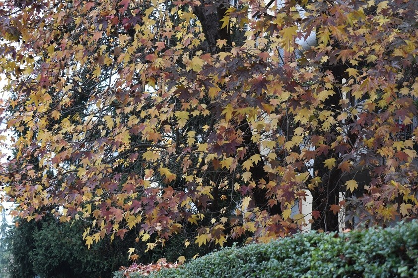 Liquidambar styraciflua G dei Tamerici