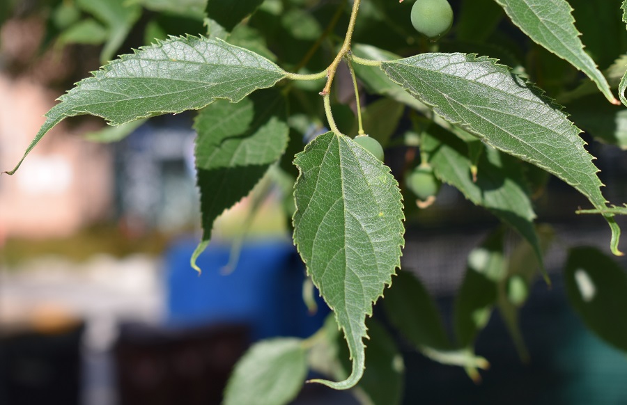 celtis australis