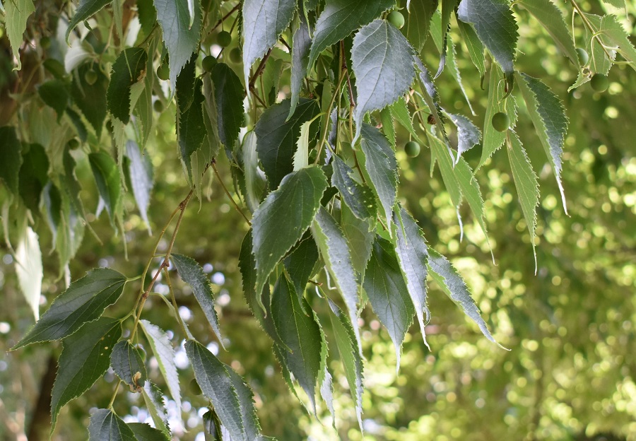 celtis australis