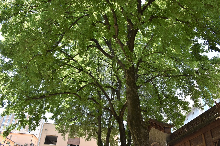 celtis occidentalis 17