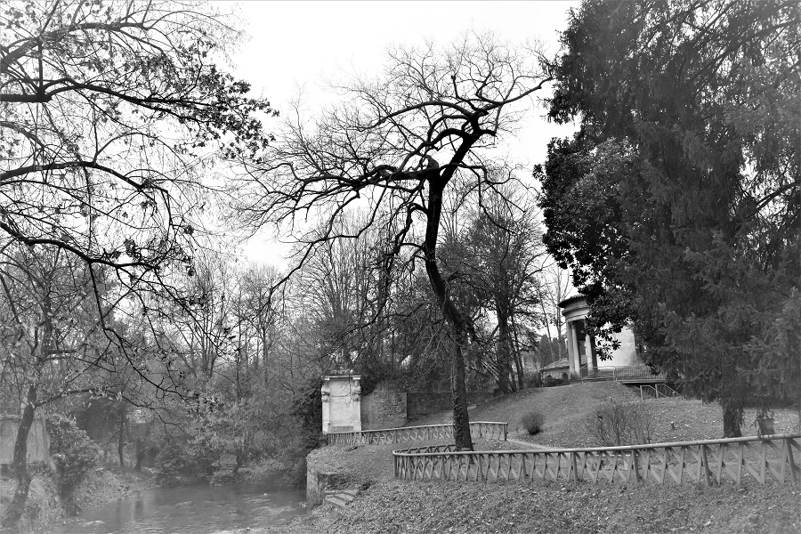 celtis occidentalis 7