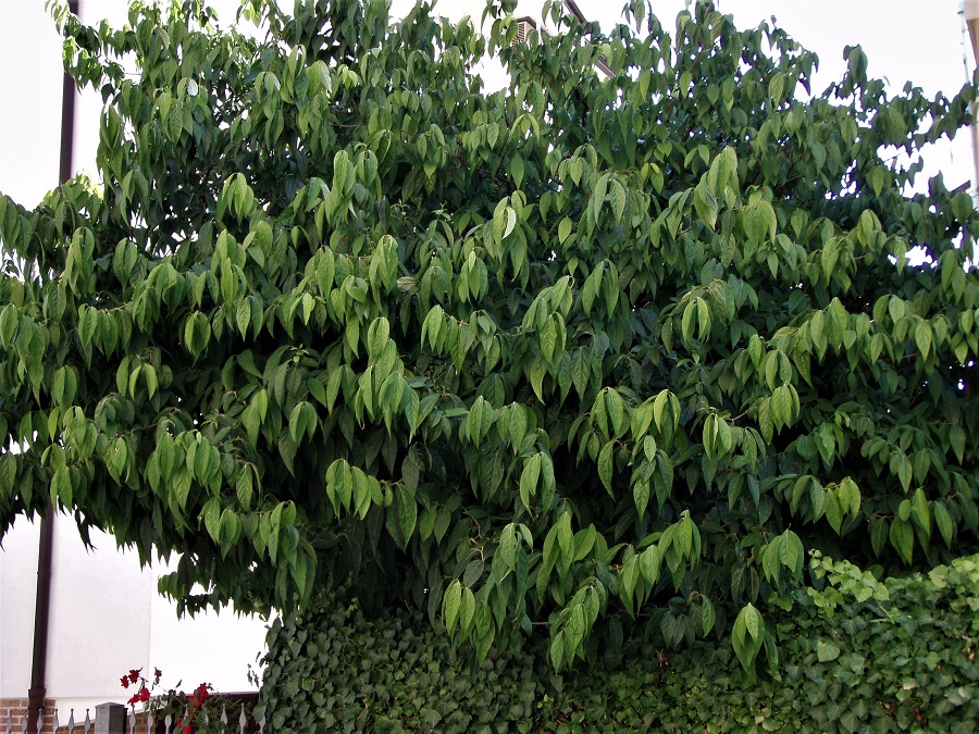 Chinomanthus praecox