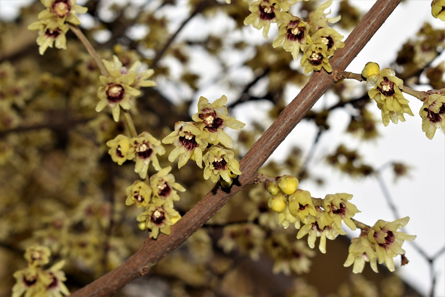 chinomanthus praecox