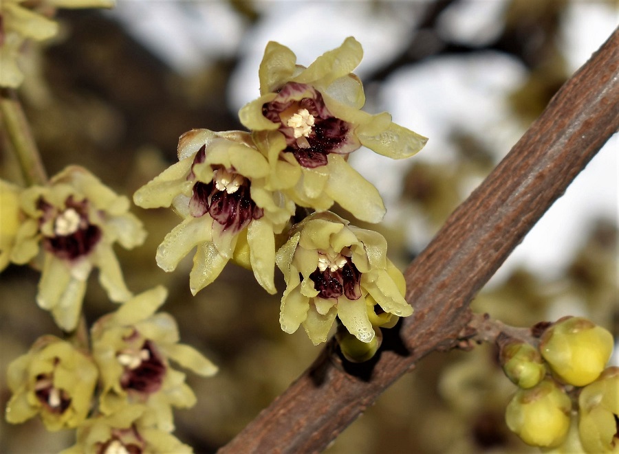 chinomanthus praecox