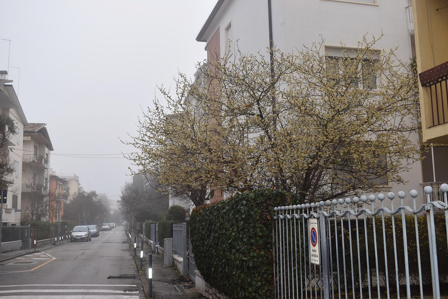 chinomanthus praecox