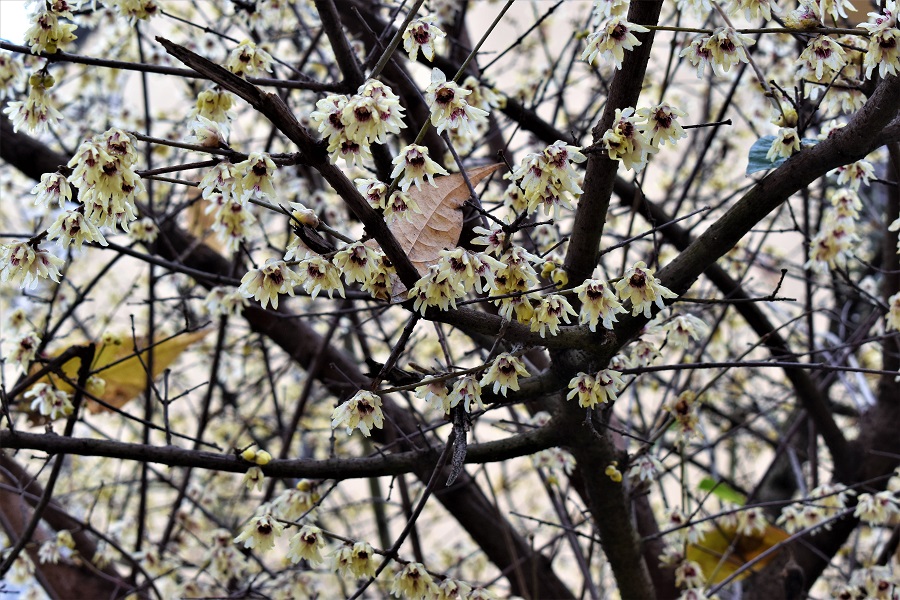 chinomanthus praecox