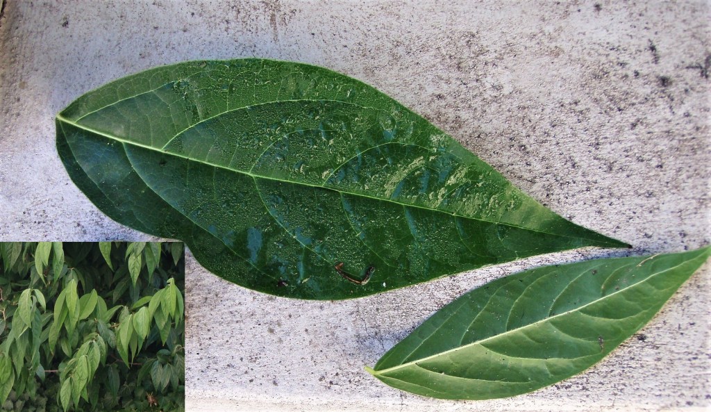 Chinomanthus praecox