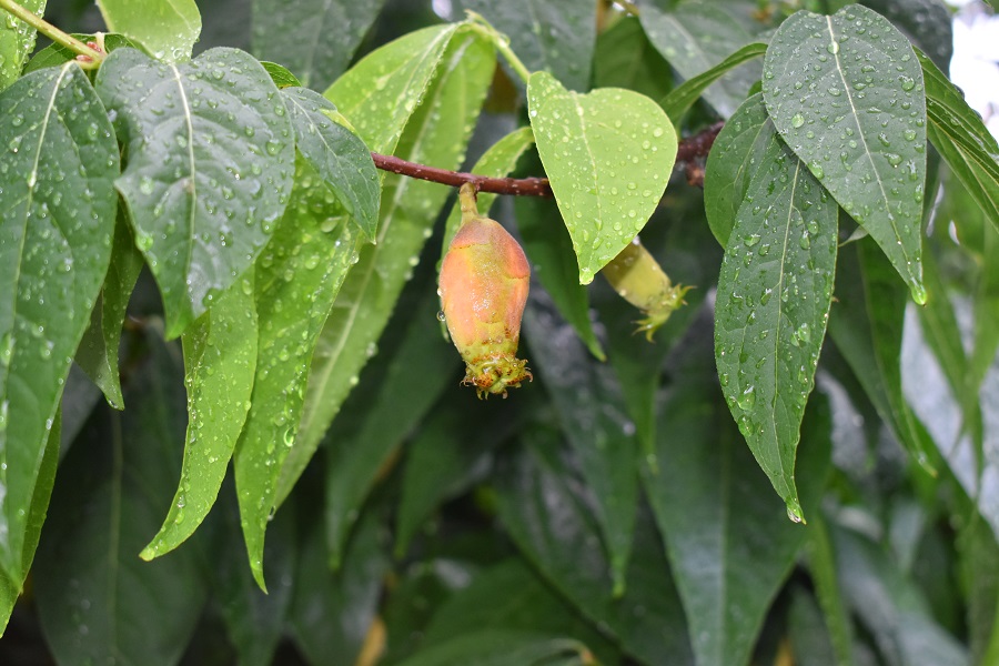 Chinomanthus praecox