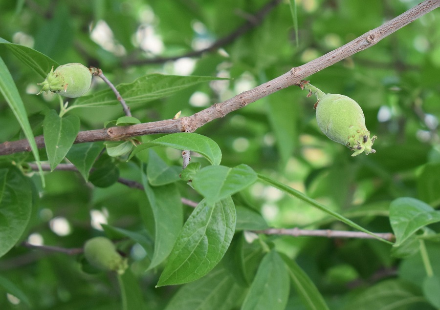 chinomanthus praecox frutto 1