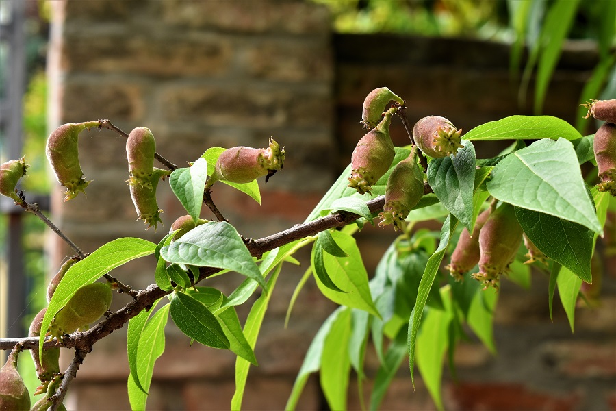 chinomanthus praecox frutto 3