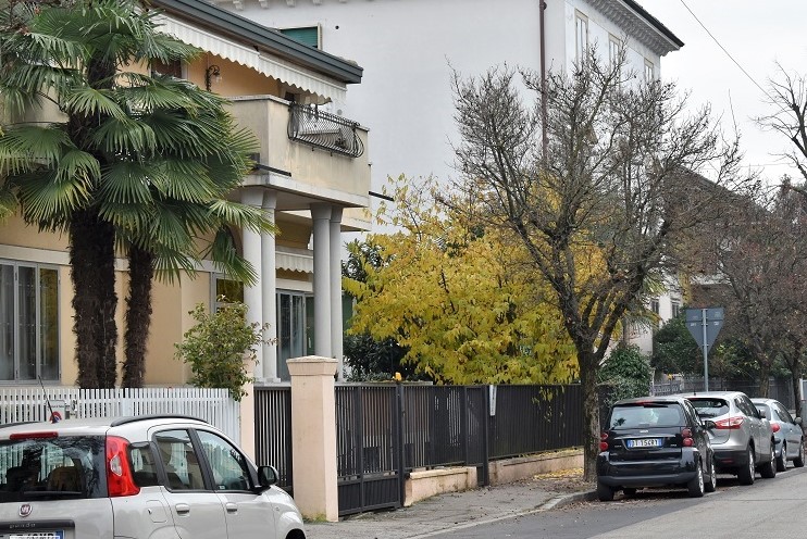 chinomanthus praecox