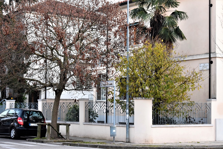 chinomanthus praecox