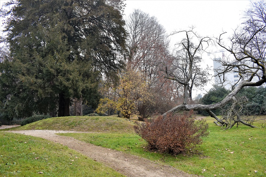 chinomanthus praecox