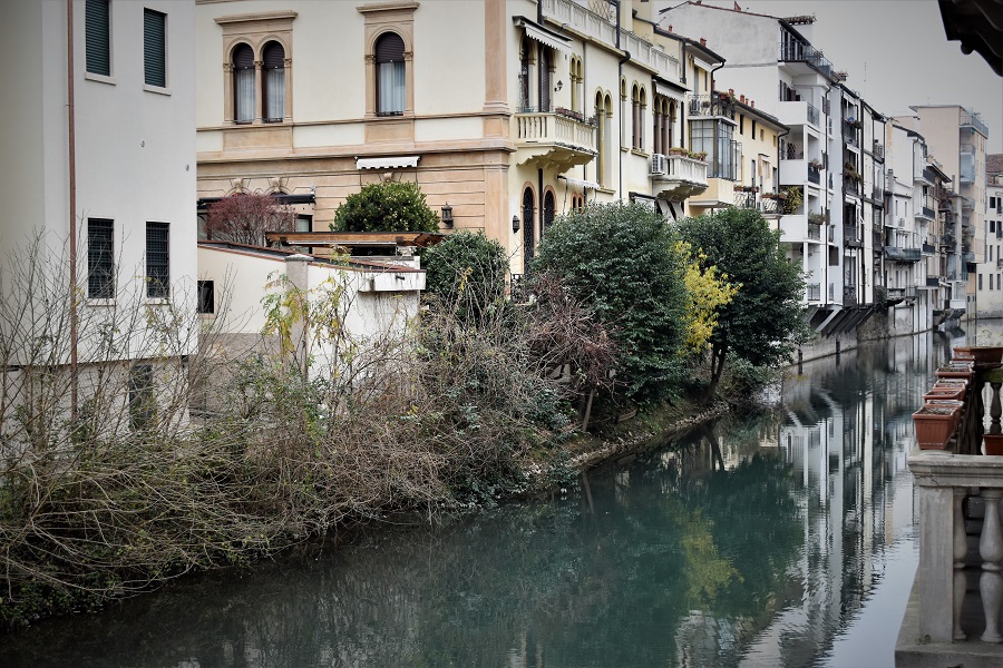 chinomanthus praecox