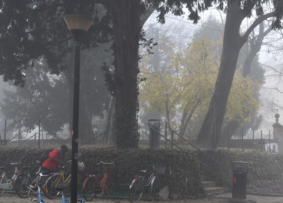 chinomanthus praecox