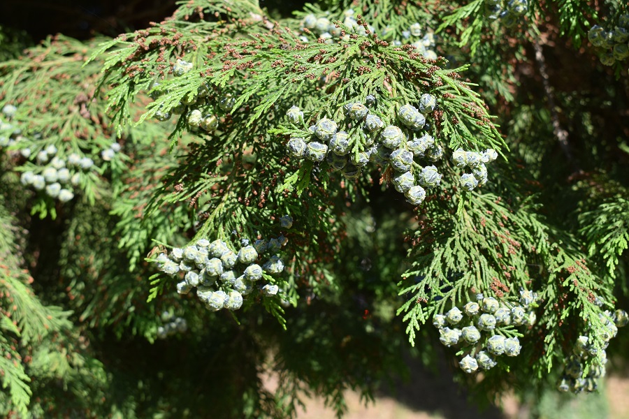 Chamaeciparis lawsoniana frutti 1