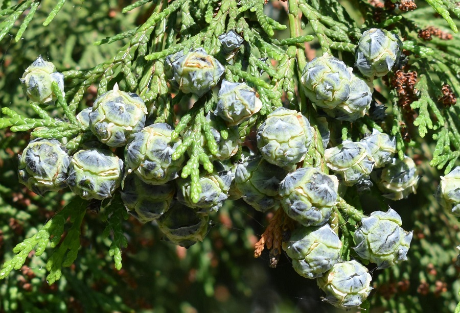 Chamaeciparis lawsoniana