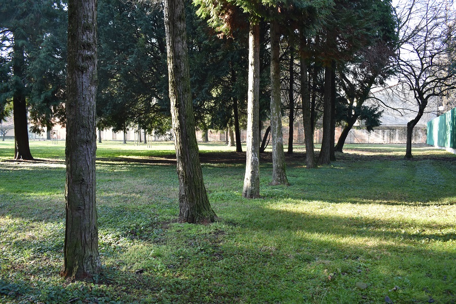 Chamaecyparis lawsoniana