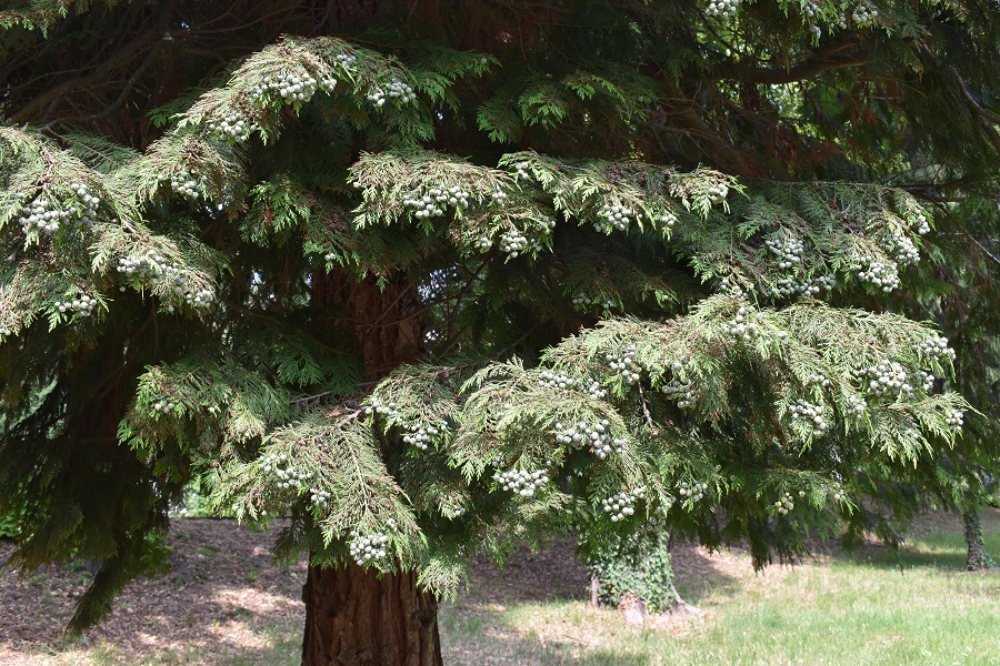 Chamaecyparis lawsoniana