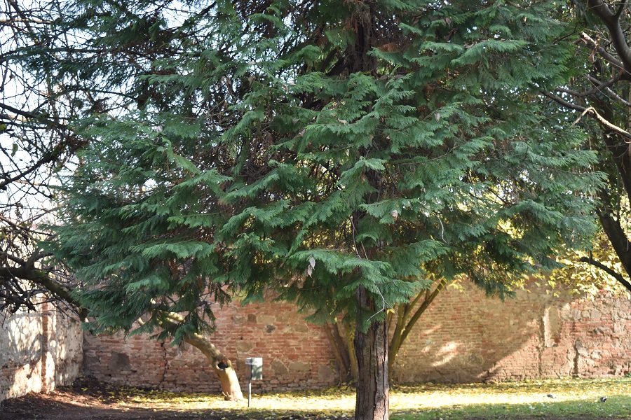 Chamaecyparis lawsoniana