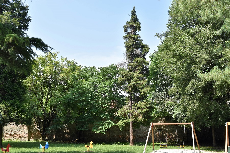 Chamaecyparis lawsoniana