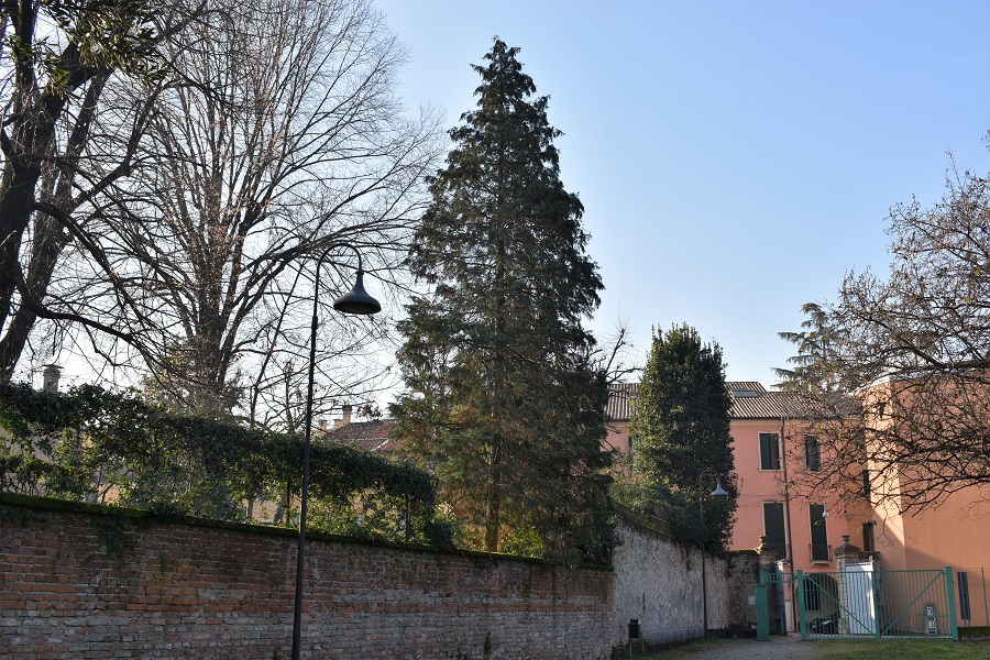 Chamaecyparis lawsoniana