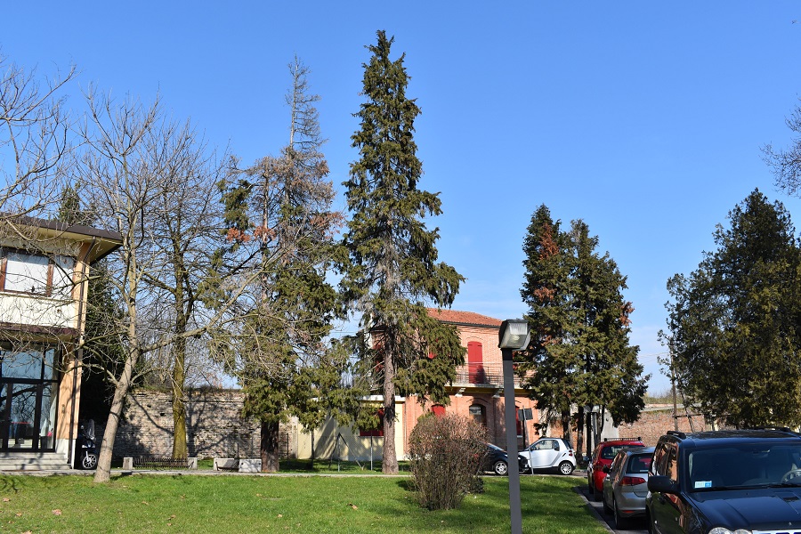 Chamaecyparis lawsoniana