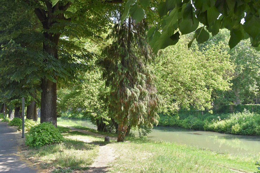 Chamaecyparis lawsoniana