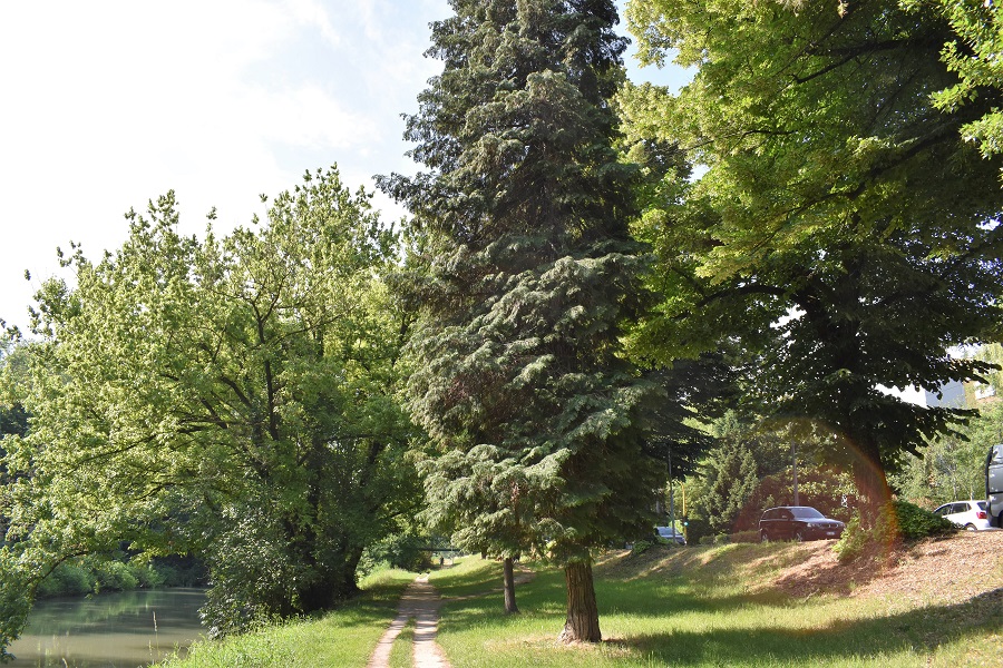 Chamaecyparis lawsoniana portamento 6