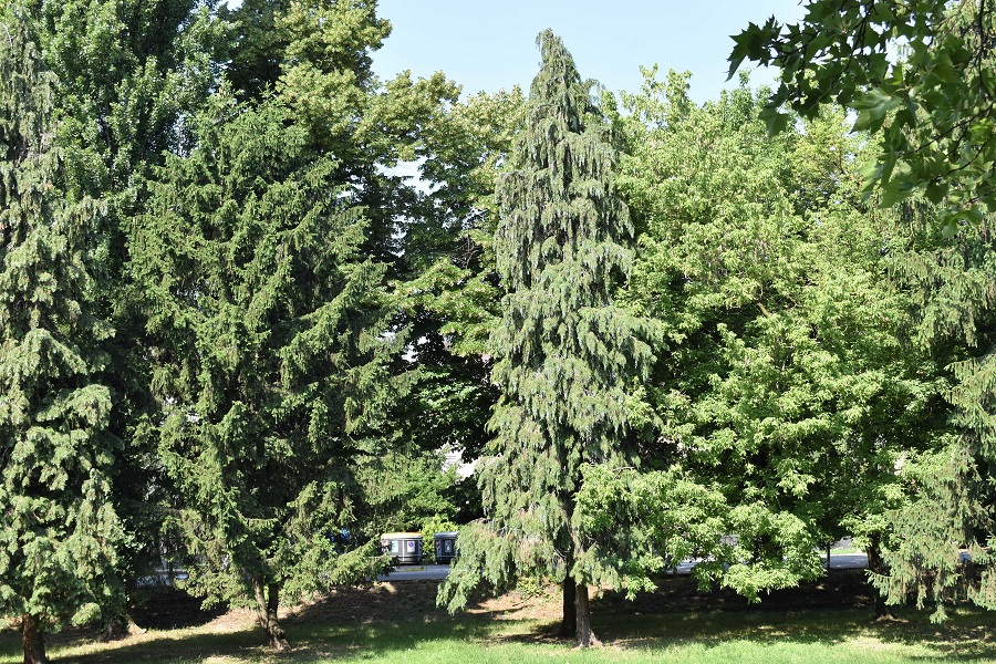 Chamaecyparis lawsoniana portamento 7