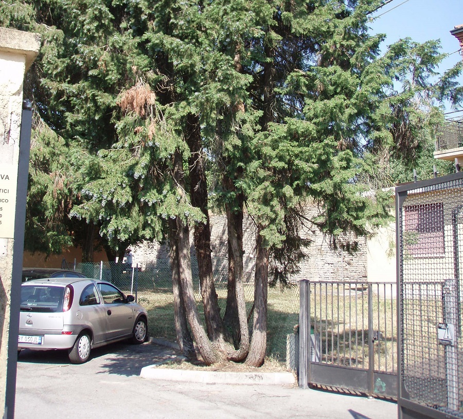 Chamaecyparis lawsoniana