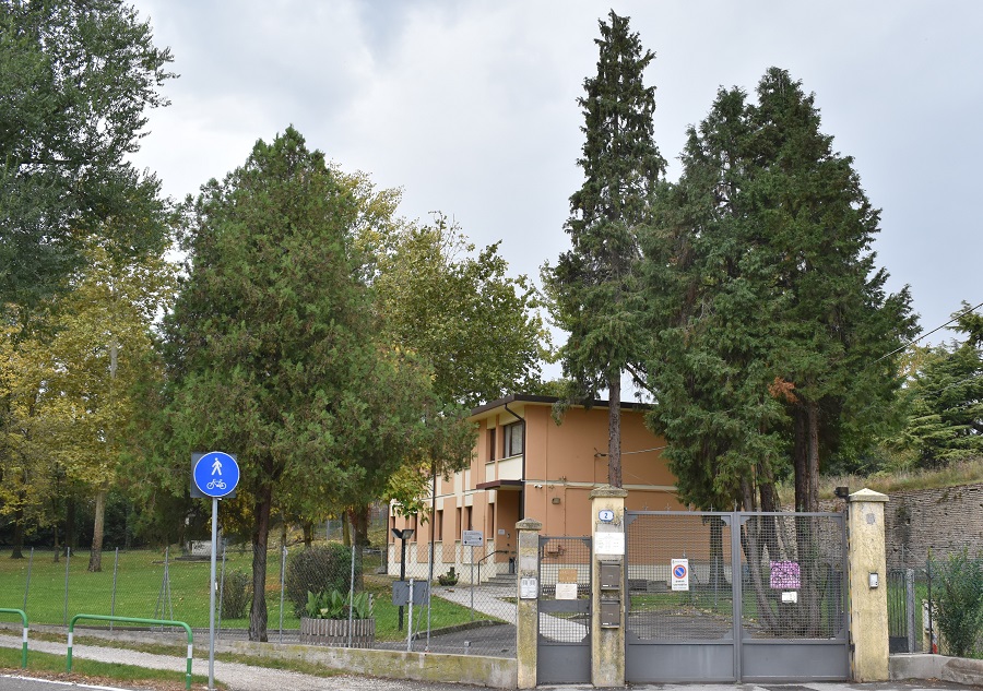 Chamaecyparis lawsoniana