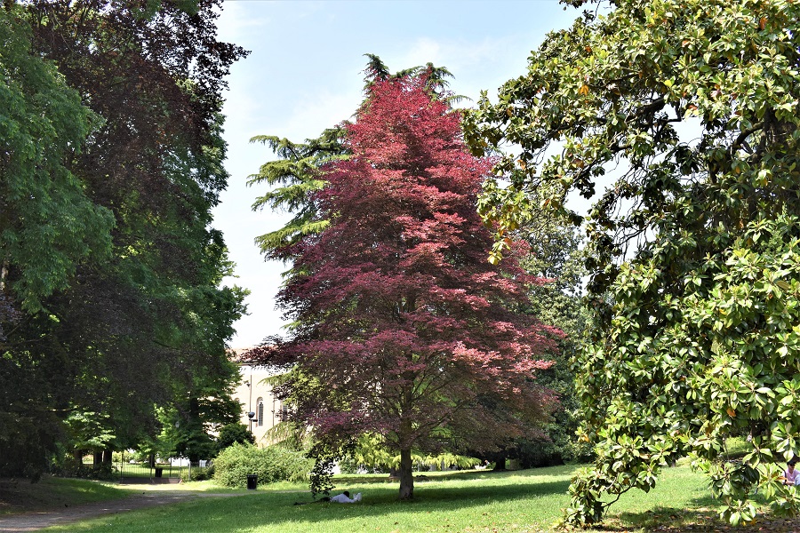 Fagus silvatica tricolor
