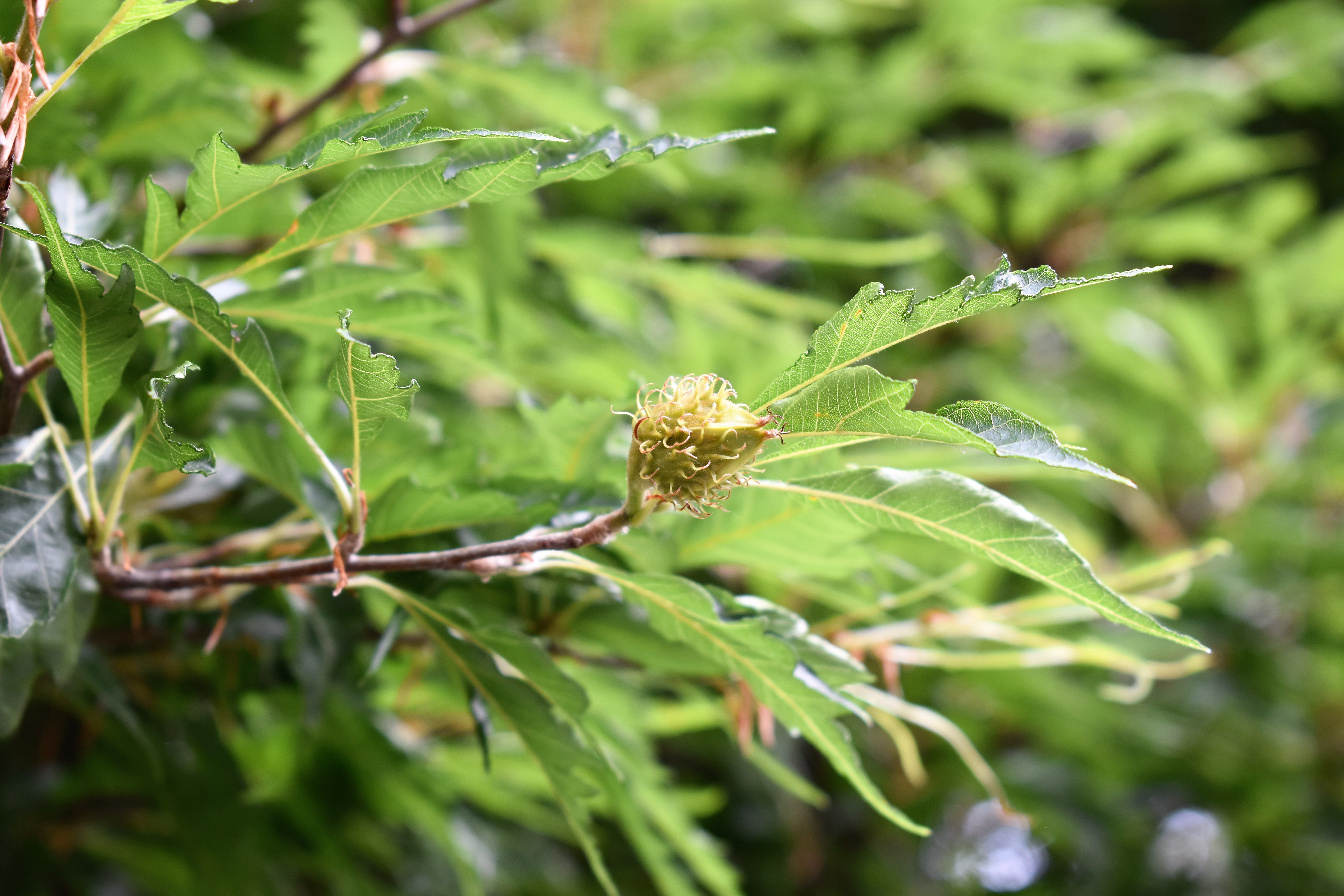 Fagus sylvatica asplenifolia