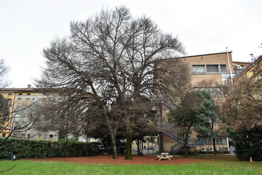 Fagus sylvatica asplenifolia