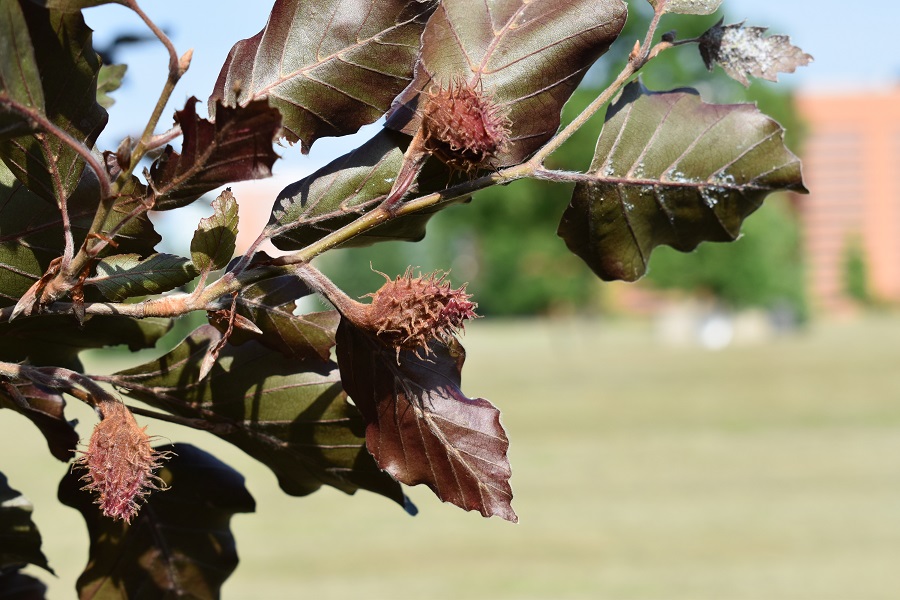 Fagus sylvatica atropurpureo