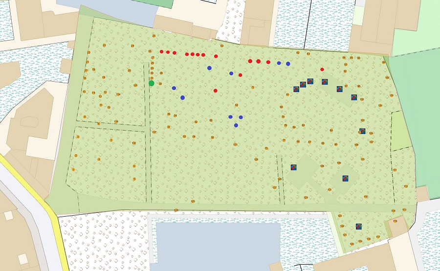 Chamaeciparis lawsoniana